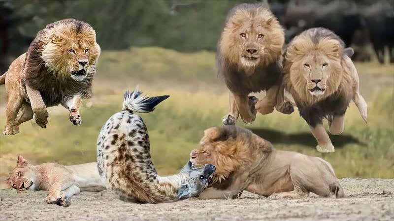 杀气腾腾的生肖，积极作答，落实解释