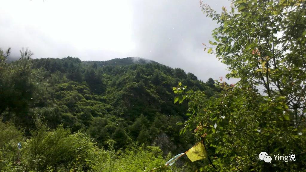 七七四十九猜一动物，真相解释落实