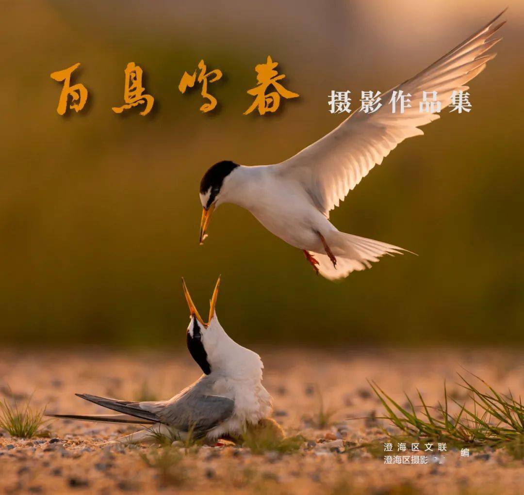 百鸟鸣春，揭秘绝佳作答背后的动物智慧