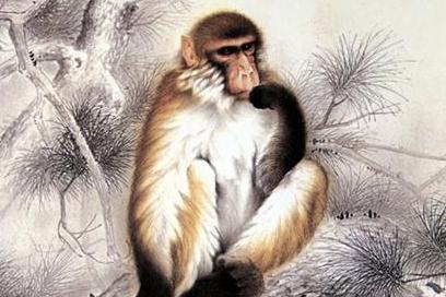 看对眼打一生肖，落实相信的解释