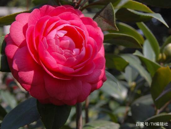 茶花代表什么生肖，创造作答落实解释