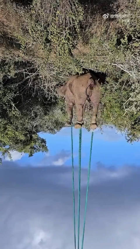 谜语揭秘，东倒西歪猜一动物
