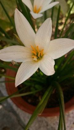 花叶尽落残枝留打一正确生肖，经典解释作答落实