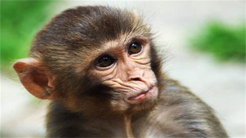 看对眼打一生肖,落实相信的解释 看对眼打一生肖,落实相信的解释