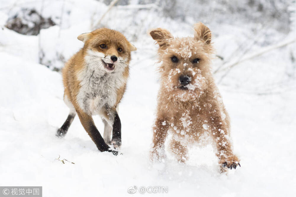 狐朋狗友猜一最佳生肖，的最快解答落实