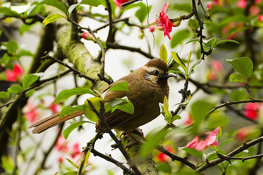 鸟语花香，生肖中的诗意与自然