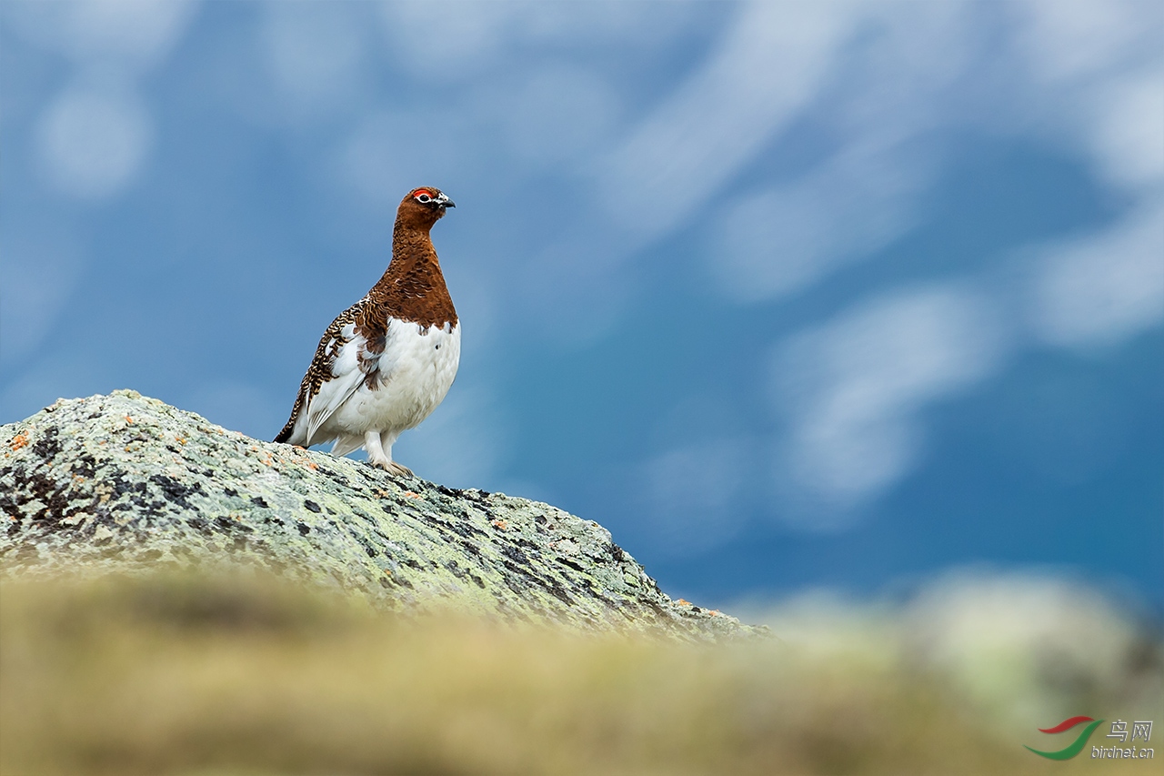 高瞻远瞩代表猜一动物,积极解释落实 高瞻远瞩代表猜一动物,积极解释落实