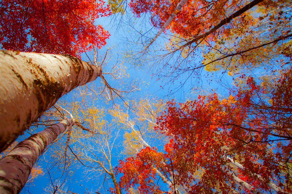 探秘黄粱美梦背后的生肖奥秘，谁在梦中悄然降临？