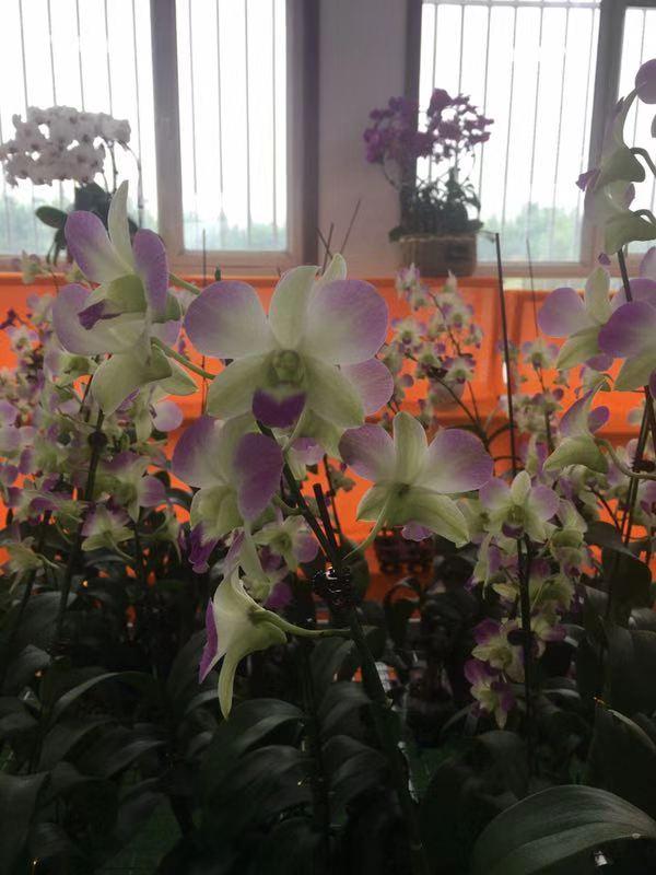 土地神与生肖的神秘联结，探寻文化深处的智慧