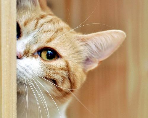 十二生肖相生相克,传统智慧与现代解读 十二生肖相生相克,传统智慧与现代解读