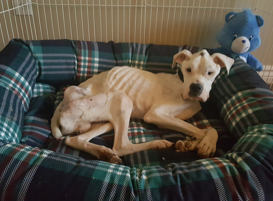 骨瘦如柴猜一生肖，的动物智慧与战略运用