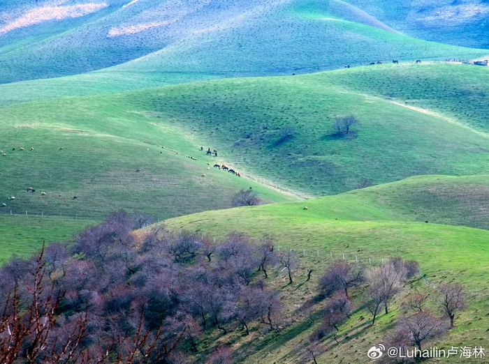 八面春风吹大地，揭秘生肖背后的智慧与策略