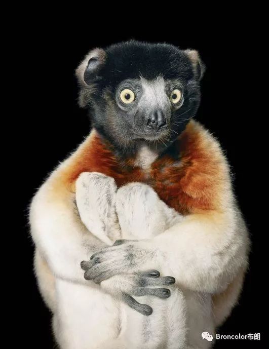 一朝成名背后的误导与反思，揭开猜一动物的真相