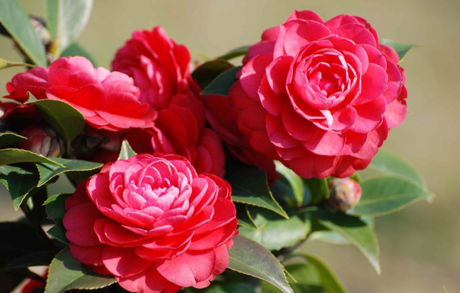 茶花代表什么生肖，创造作答落实解释