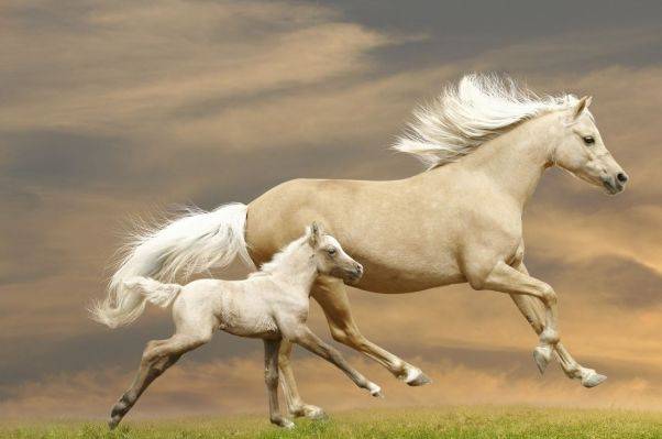 千载难逢开过猜一动物，的动物智慧与战略运用