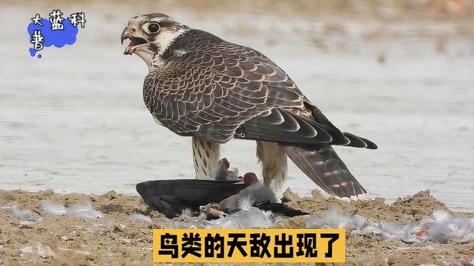 脚踏实地寻真谛，揭秘犳的奥秘