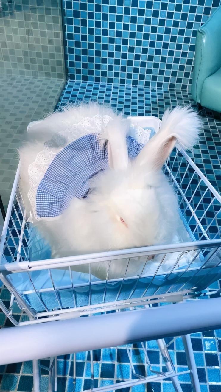 玫瑰花与生肖的奇妙联结，揭秘兔的温柔寓意