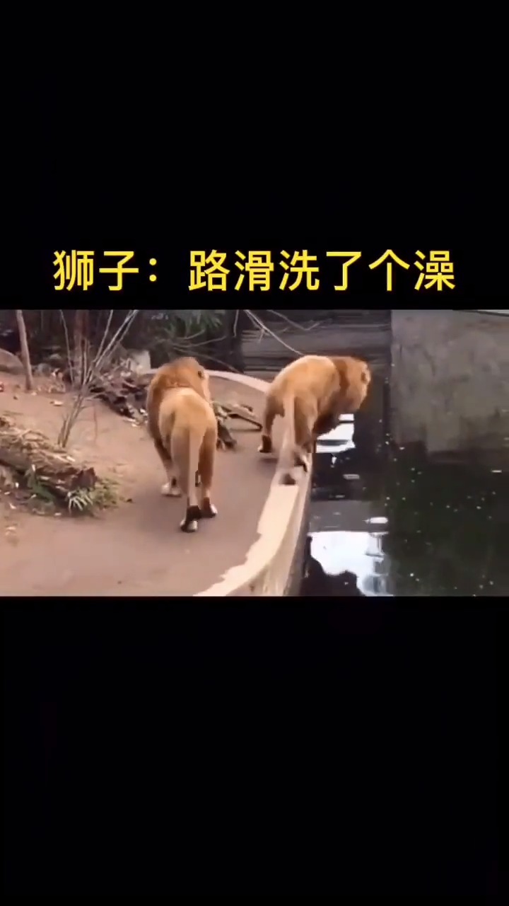 坎坷不平猜一动物，积极解释落实