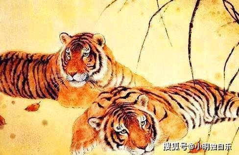 虎的三合生肖是什么，全面解析与落实