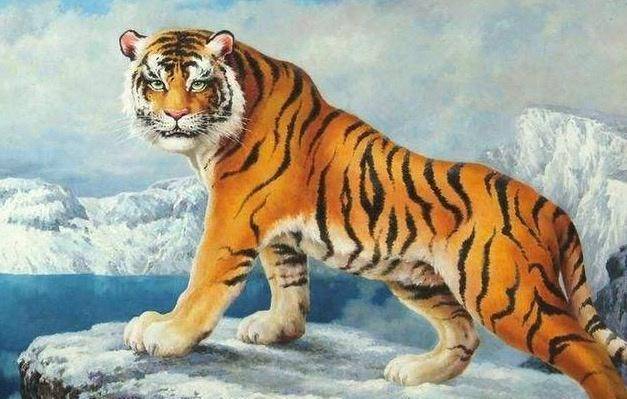 女汉子与生肖的奇妙碰撞，揭秘虎的独特魅力