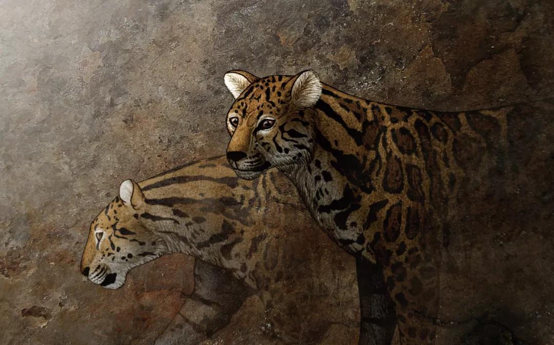 阴毒背后的坚韧与不屈，生肖之谜的深度剖析