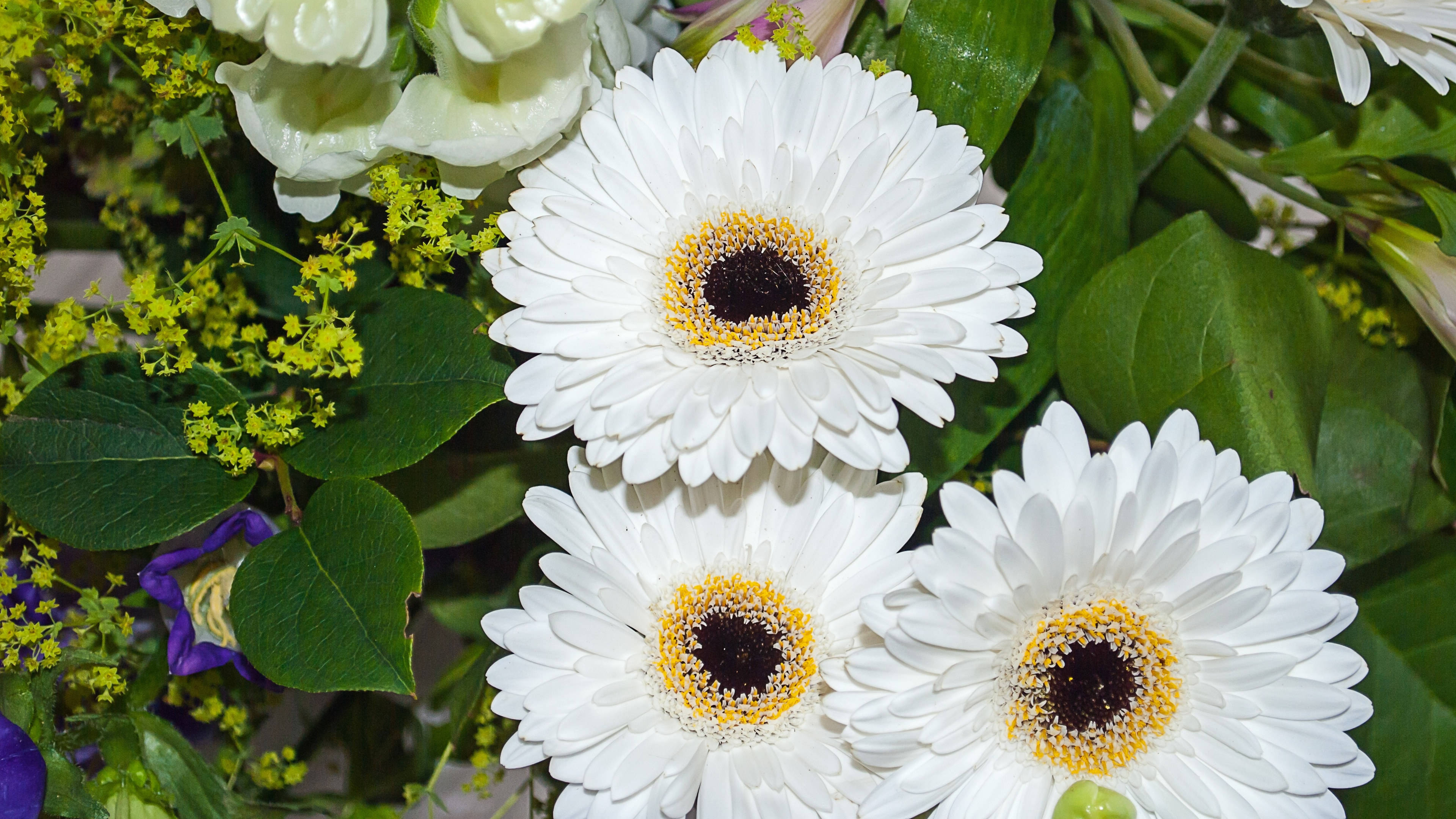 秋菊依簇三二开是指什么生肖，通常解释落实