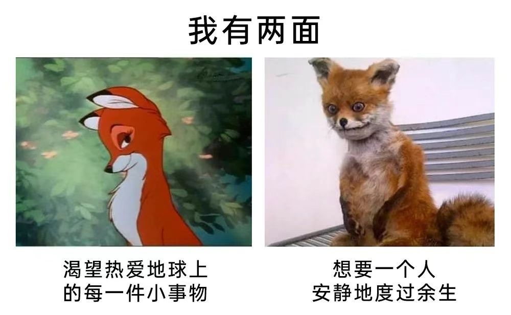 耍两面派指的猜一动物，揭秘背后的文化寓意