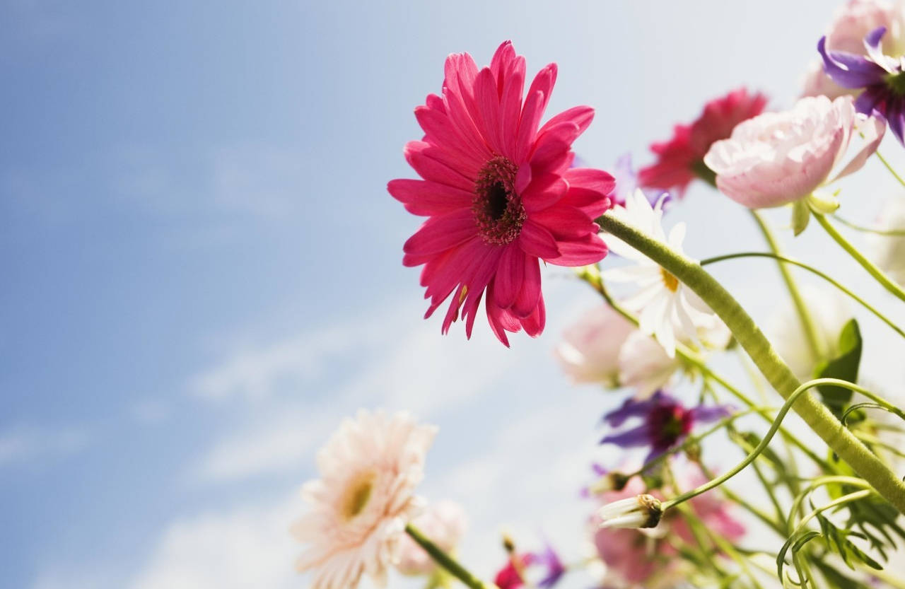 花叶尽落残枝留打一正确生肖，经典解释作答落实
