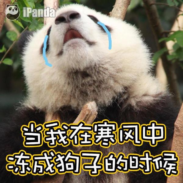 白眼狼打一生肖，深度解析与智慧思考