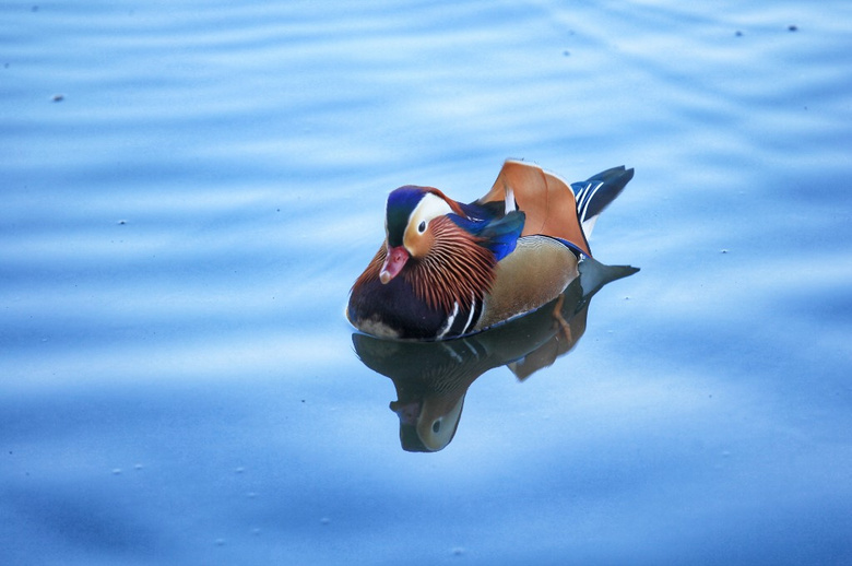 患难与共，共渡风雨的智慧之鸟—鸳鸯