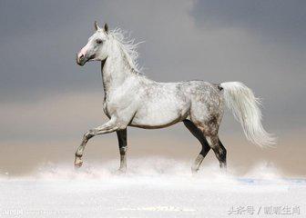 小心翼翼的生肖，精选解析与落实的详细结果