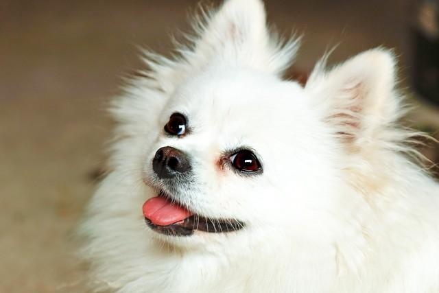 七上八下，解密生肖之谜