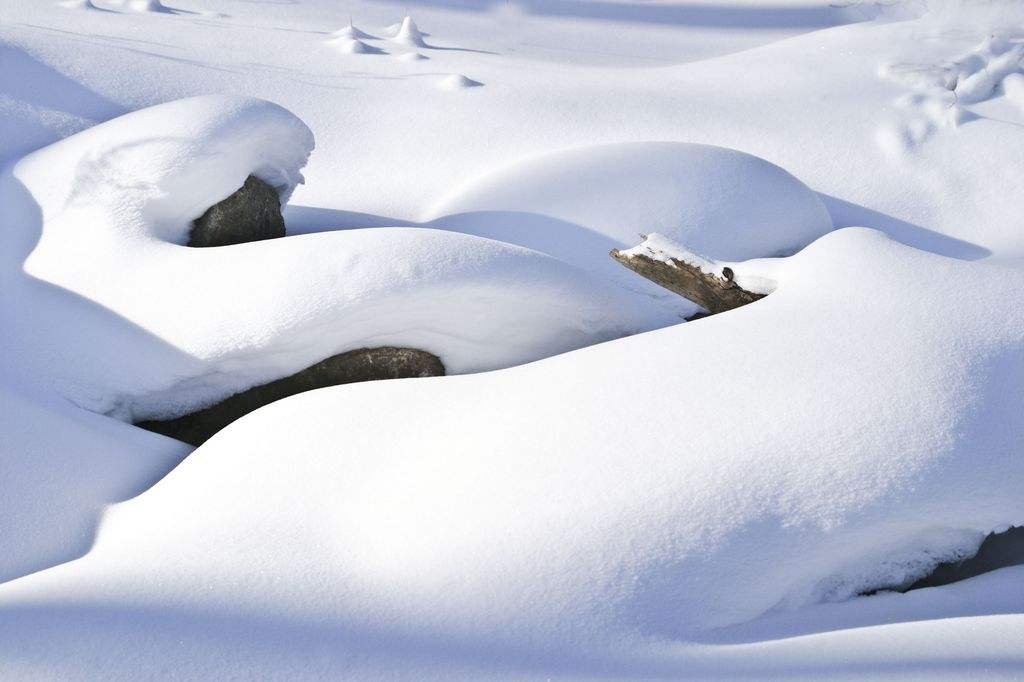 六月飞雪猜一动物,正确解释与落实 六月飞雪猜一动物,正确解释与落实