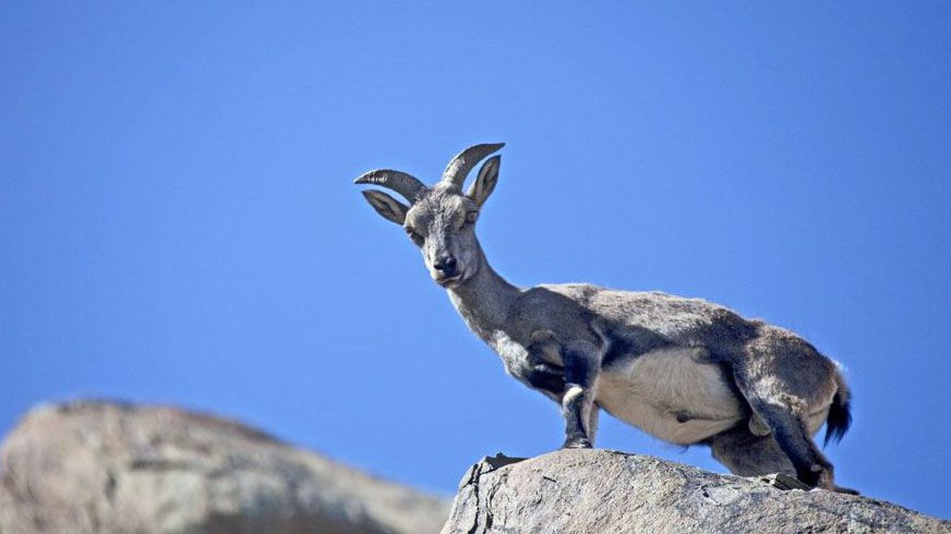 登峰造极猜一动物,全面揭晓解释落实 登峰造极猜一动物,全面揭晓解释落实