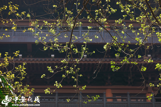 花红柳绿不夜天猜一动物，时代解释落实