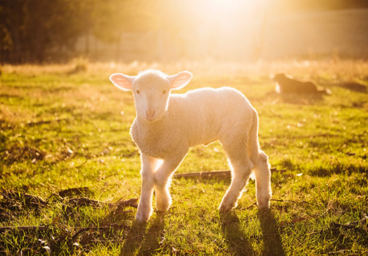 揭秘未字背后的生肖奥秘，探寻属羊之谜