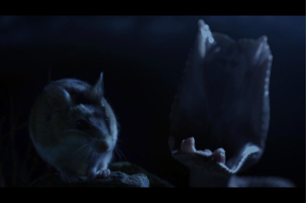 生生不息猜一动物?热议解释落实