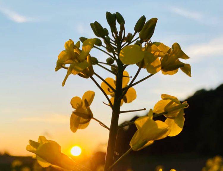 飞蛾扑火猜一最佳生肖，解析作答落实解释