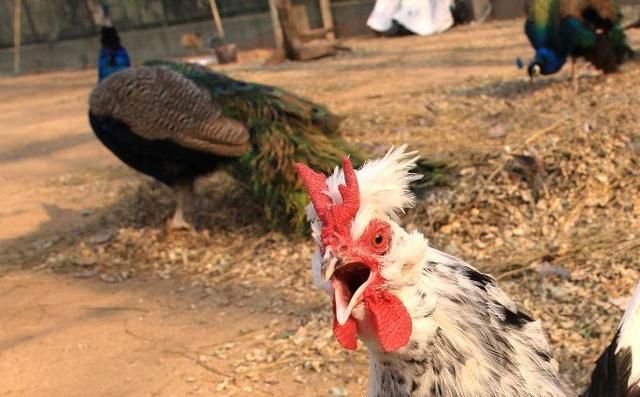 鸡头凤尾三缺一猜一动物，网络解释的落实与文化探索