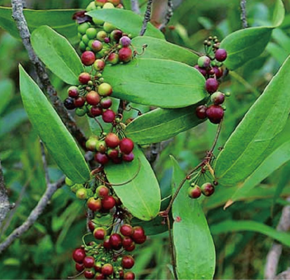 十二生肖中的土肖，文化、科学与实证的深度解析