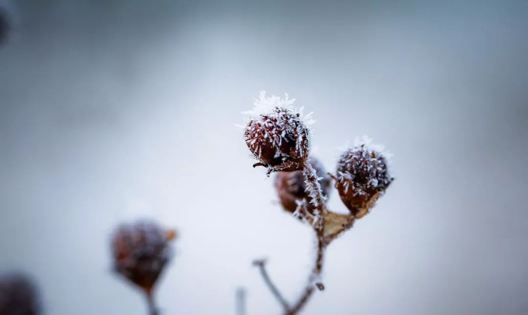 秋霜冬雪是指什么生肖，谜底即将揭晓