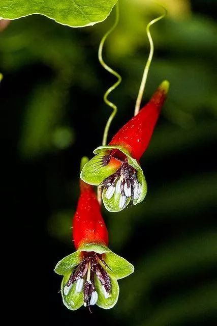 奇花异草中的生肖智慧，从积极解释到落实的转变