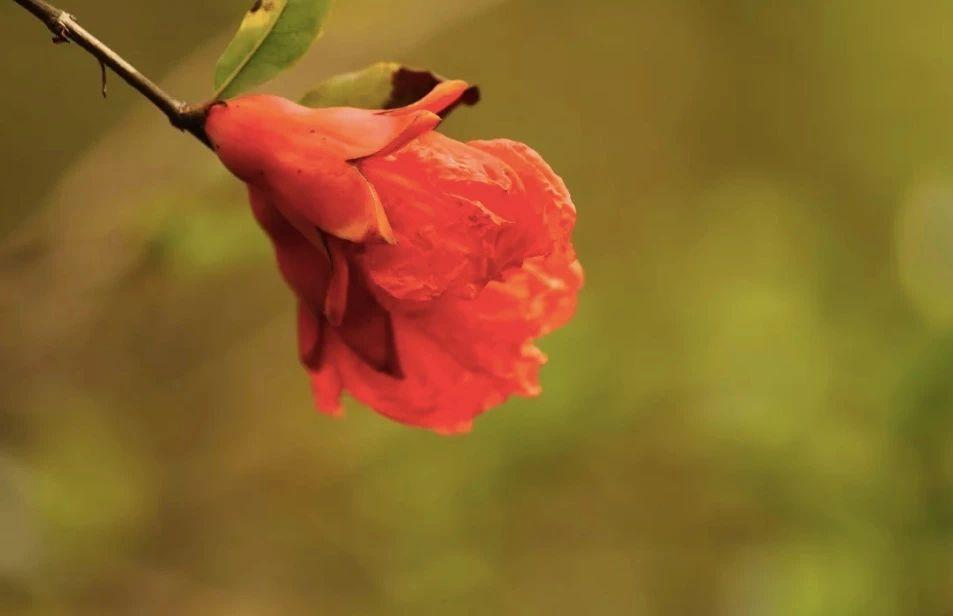 命运坎坷打一生肖,揭秘背后的文化寓意与人生智慧 命运坎坷打一生肖,揭秘背后的文化寓意与人生智慧