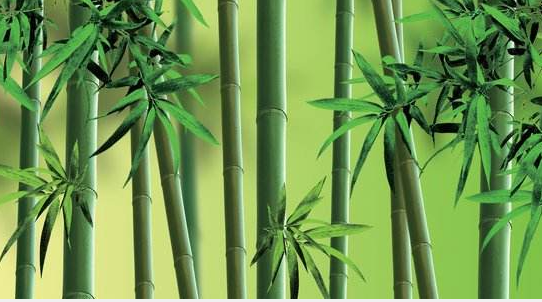 竹子生来节节高是指什么生肖打一肖,深度解析与智慧思考 竹子生来节节高是指什么生肖打一肖,深度解析与智慧思考