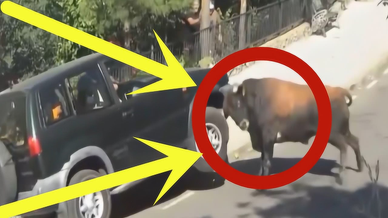 横冲直撞的生肖，最新解释与落实