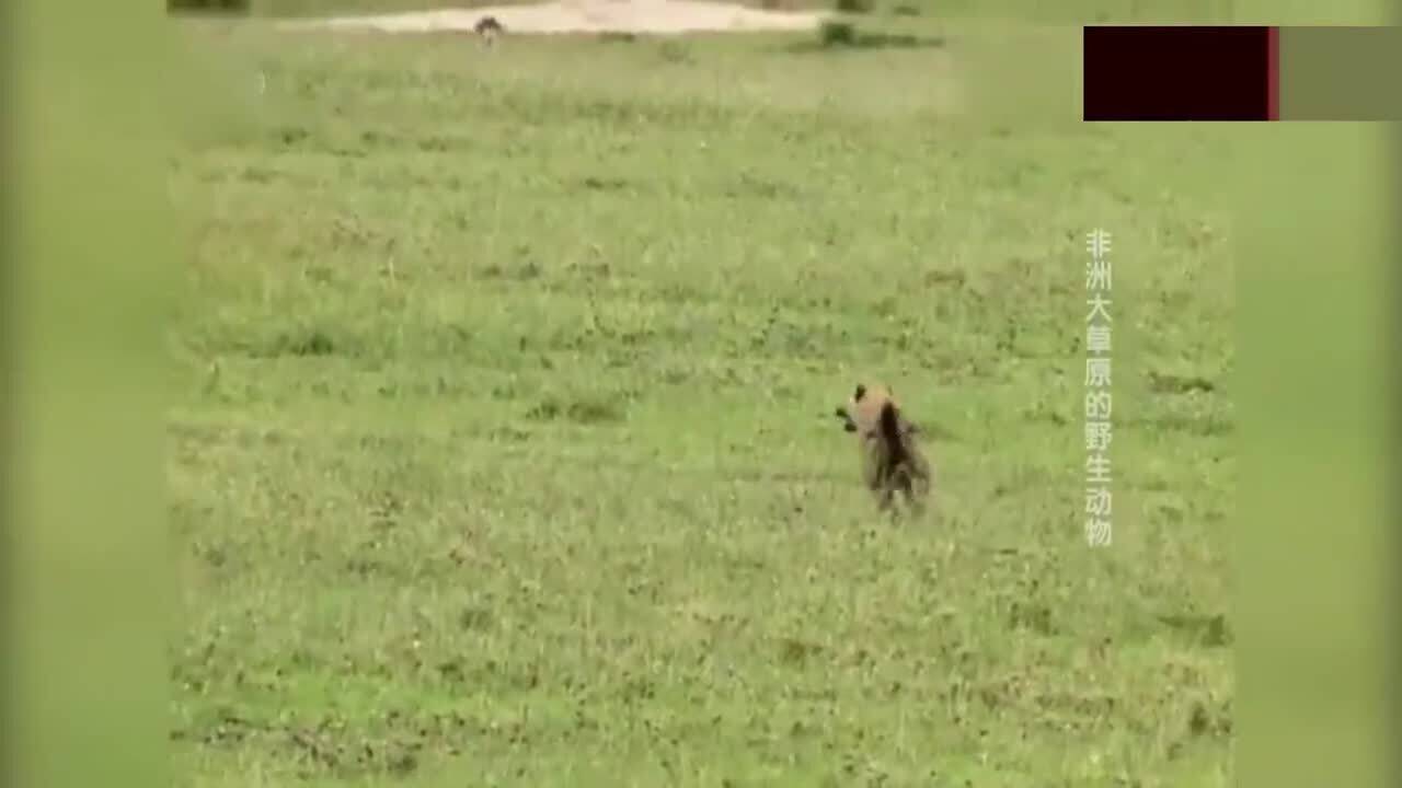 懦弱的生肖动物，绝佳解释落实