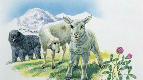 揭秘未字背后的生肖奥秘，探寻属羊之谜