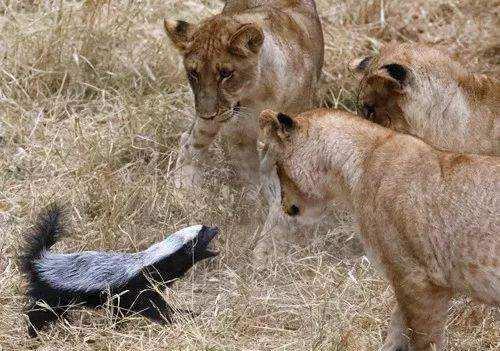 兵败将亡猜一动物，全面揭晓解释落实