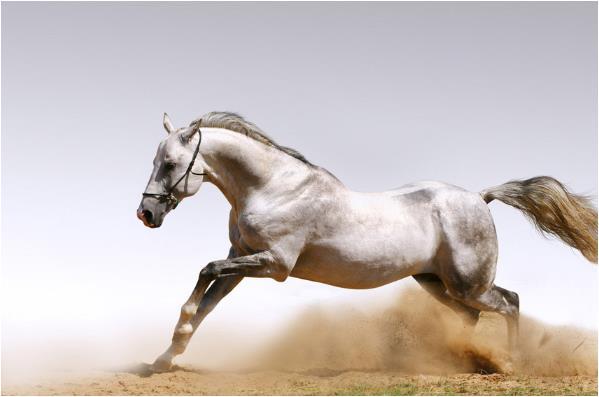 马和什么生肖相配，佩服作答落实解释