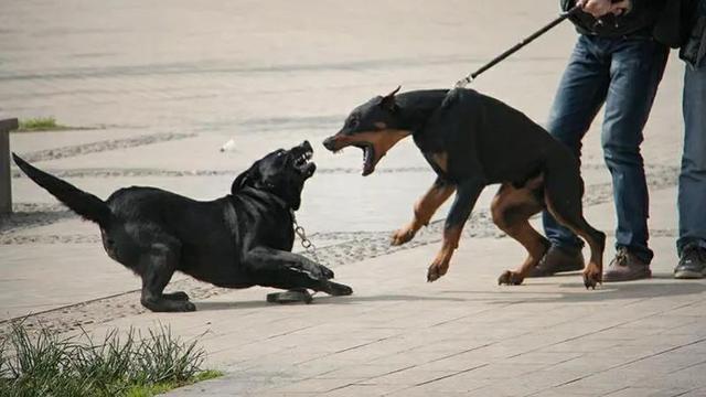 狗仗人势，生肖背后的文化寓意与时代解读